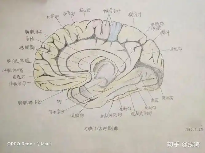 大脑半球内侧面我们学实验所用平台为数字人云平台上文的手绘图就是他