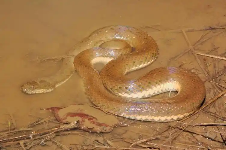 唐水蛇myrrophis chinensis (gray, 1842)