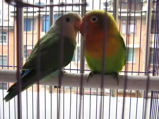 我养的一对牡丹鹦鹉不知是公是母请懂的人看一下!