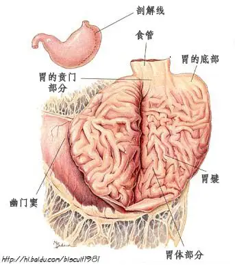 『狗』犬体解剖图