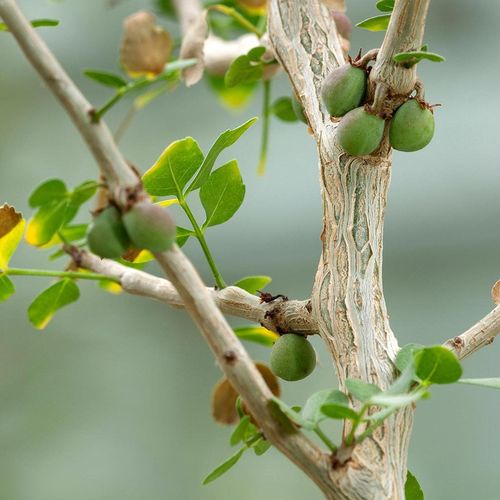 植物炼金术没药myrrh埃塞俄比亚一级香薰香料