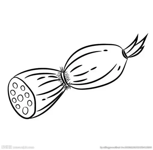 莲藕简笔画 莲藕简笔画图片带颜色