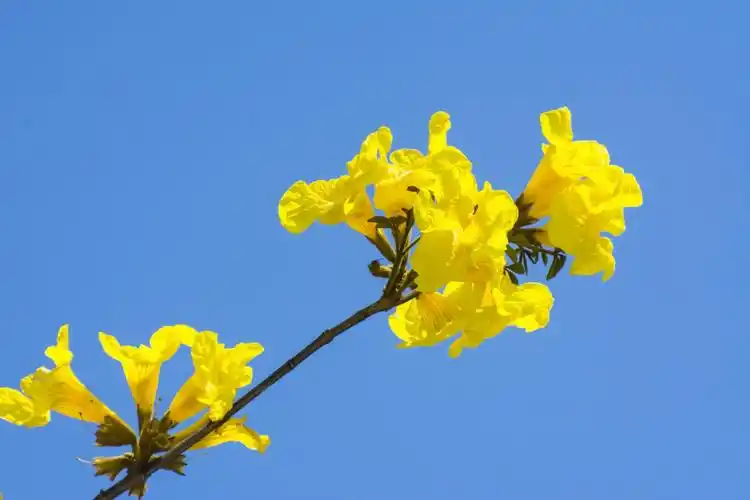 其它 极美的黄风铃花 写美篇摄影:十八子兄 音乐