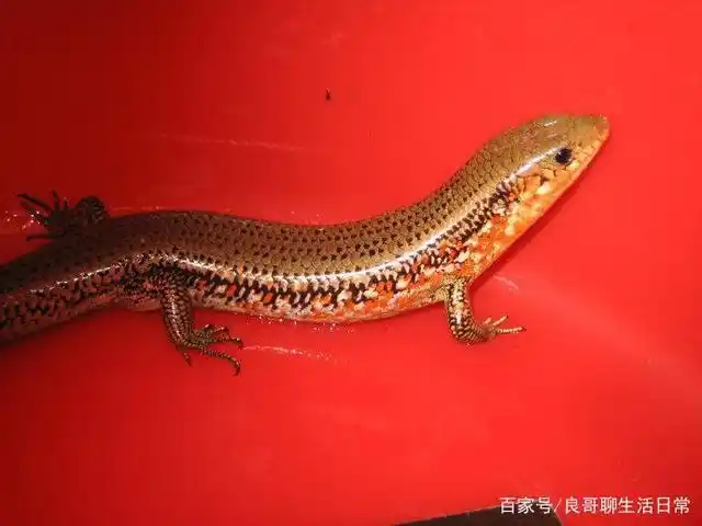 还记得小时候经常见的一种动物"四角蛇"称石龙子,现在很少见了