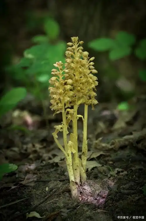 天然滋润护肤:解密天冬在皮肤养护中的卓越功效