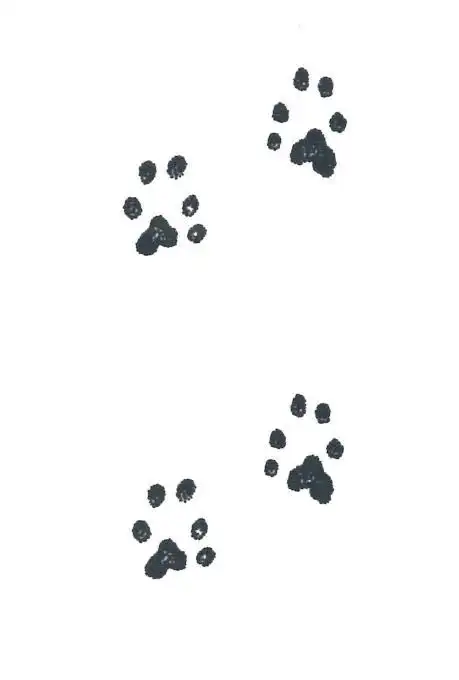 鉴定学名 台湾小黄鼠狼  mustela nivalis formosana (lin & harada