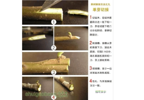 12种果树嫁接法