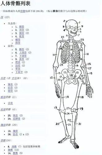 人体骨骼列表 人体骨骼列表 一具标准成年人的骨骼包括下面 206 块