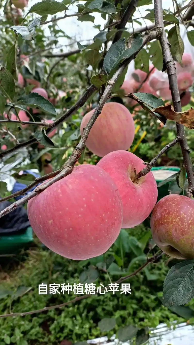 四姐家的苹果96熟了,要吃新鲜苹果的看过来 - 抖音