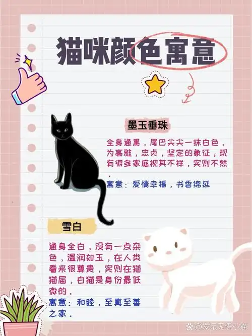 猫咪颜色寓意93 93墨玉垂珠 全身通黑,尾巴尖尖一抹白色,为高雅