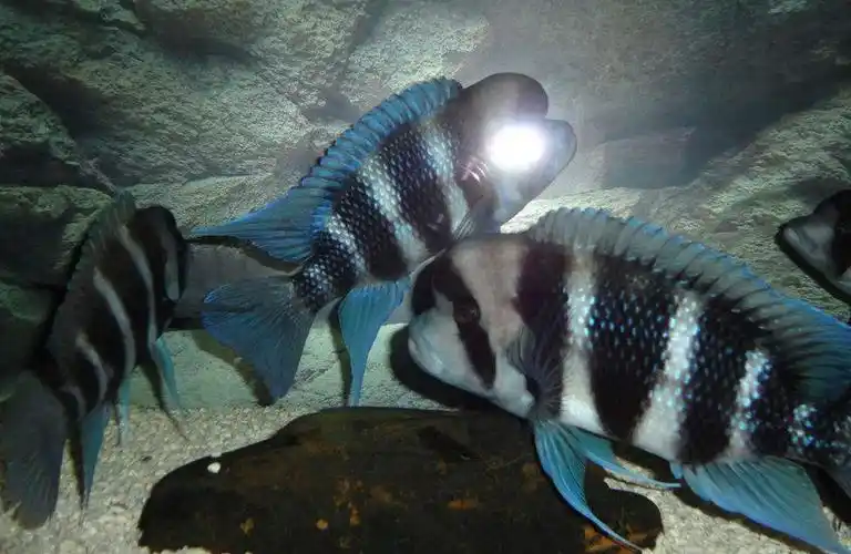 p data-id="gnwib0x6ol">六间鱼,根据地域型不同可分为布隆迪六间, a