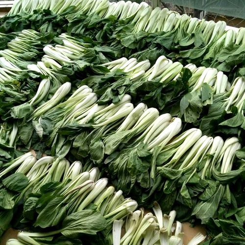 小白菜种子 长梗白菜花叶高梗白壶瓶长梗白加工腌制四季小青菜籽