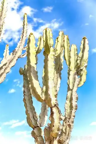 在埃塞俄比亚非洲仙人掌植物的质地就像天空中的背面抽象