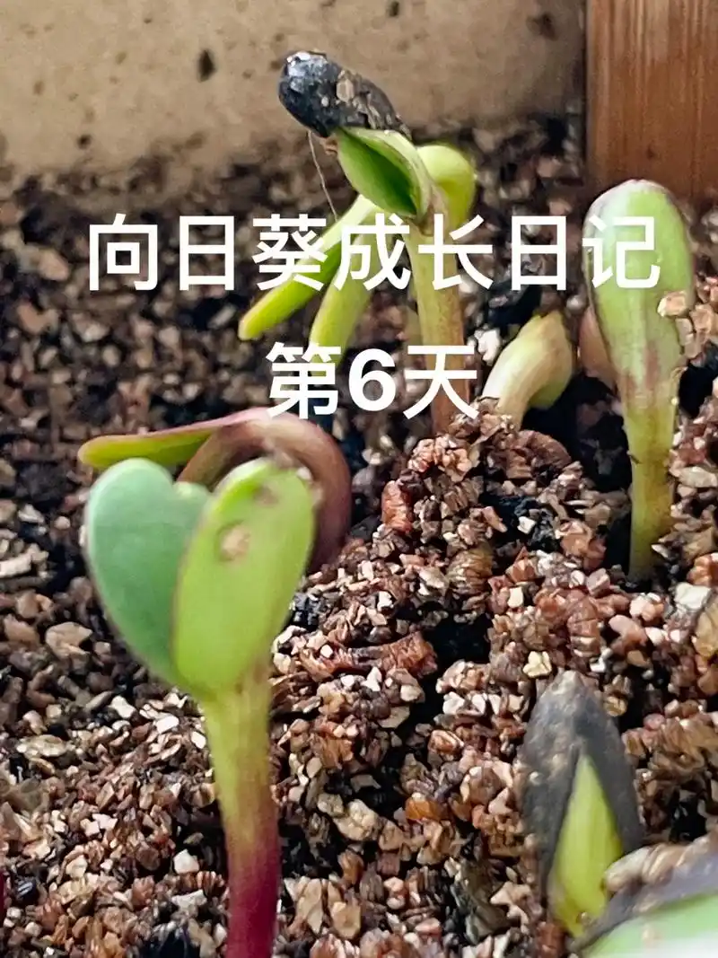 向日葵成长日记.#向日葵成长日记#向日葵 #向阳而生 #向日 - 抖音