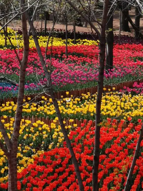 更新418开了胶州植物园还没开放