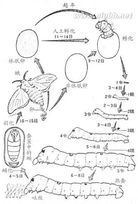 蚕进化简笔画