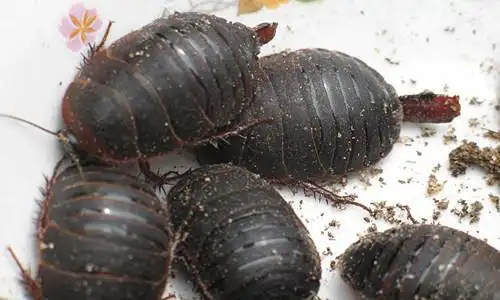 潮虫亚目(oniscoidea)潮虫科(oniscidae)鼠妇属(porcellio)动物的俗称