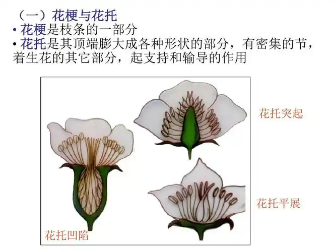 2014 被子植物生殖器官——花-雌蕊和雄蕊 gwppt