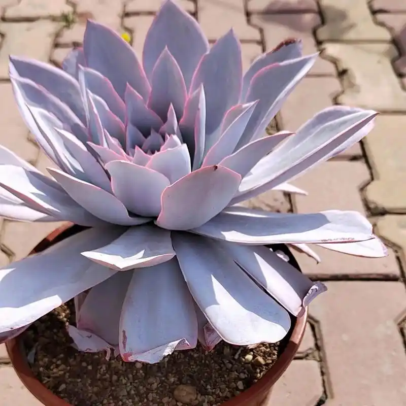 薄叶三仙之广寒宫,五年时间,俨然一颗仙气的大老桩～三仙中最好养的