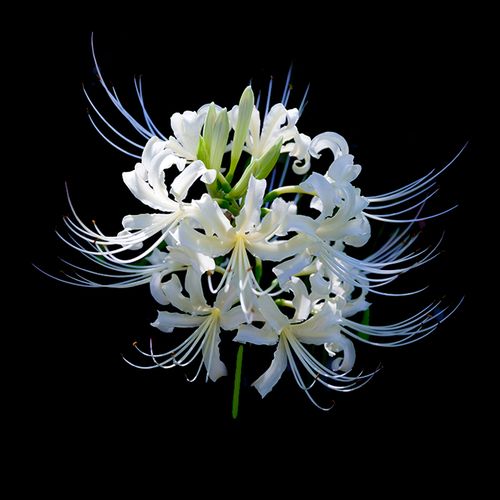 【68元任选6件】曼陀罗华白色彼岸花种子石蒜球根多季节种植花卉