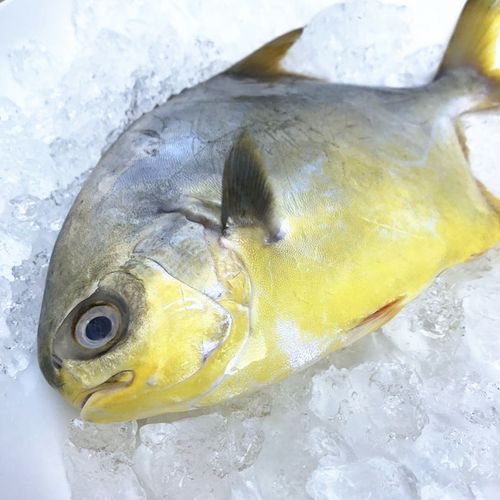 金鲳鱼海鲜水产鲜活新鲜海鱼鲳鱼金昌鱼平鱼冷冻 [2斤]实惠装参数配置