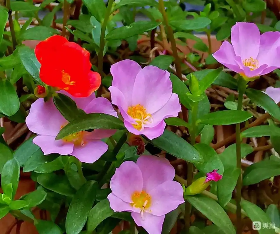 半枝莲(scutellaria barbata d.