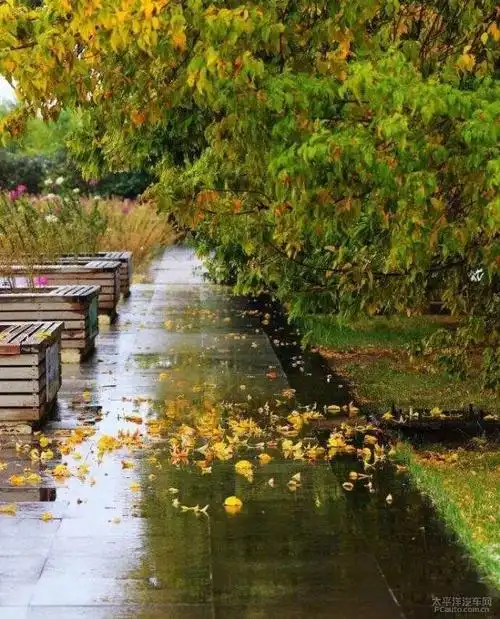 秋风秋雨愁煞人1