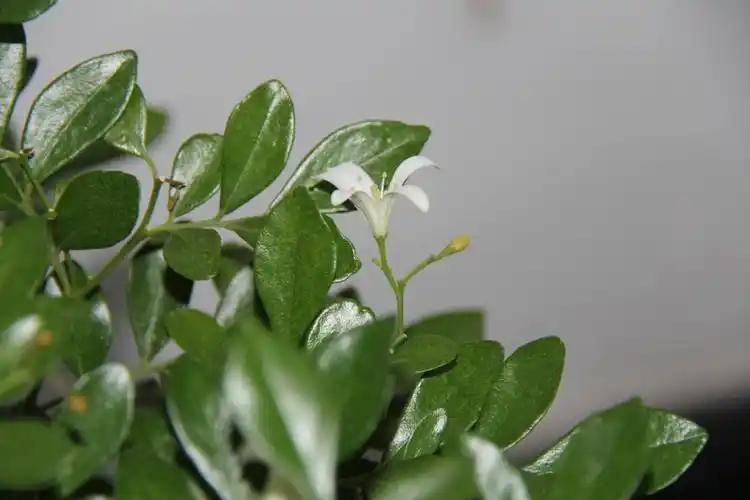 庆元植物494芸香科九里香属九里香