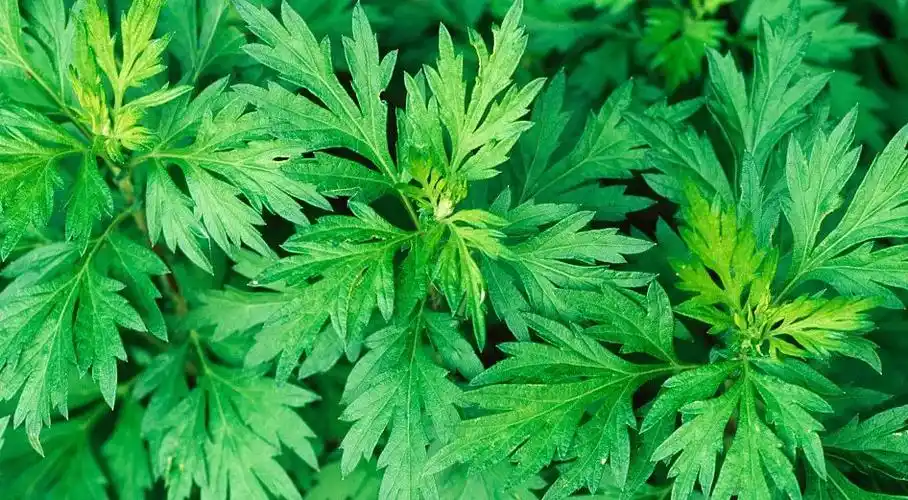 艾草被中医称为百草之王,拥有良好的治疗功效.