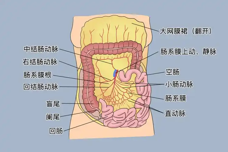 其间有分布到肠袢的血管,神经和淋巴,它们在小肠的系膜缘处进出肠壁