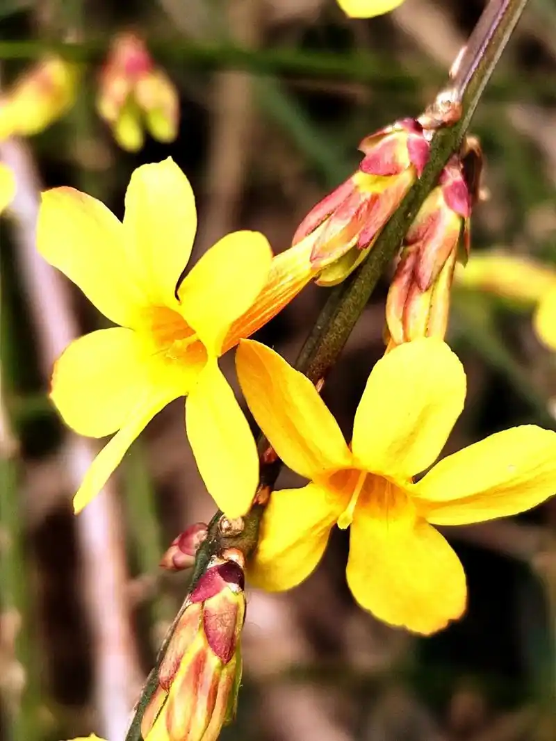 22迎春花开,报春来,百花萌芽,希望犹在,愿春与人好,人随春 - 抖音
