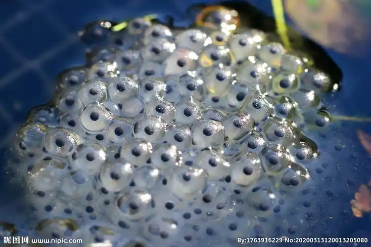 蝌蚪卵图片