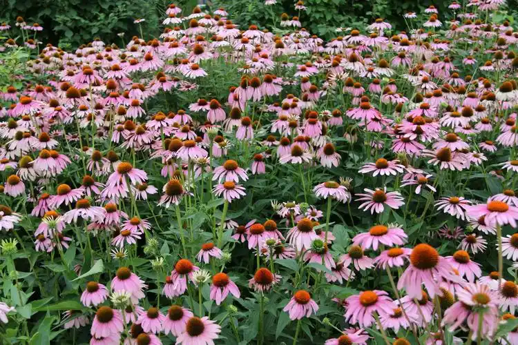 色彩艳丽 外形美观 具有很高观赏价值的花卉《松果菊》