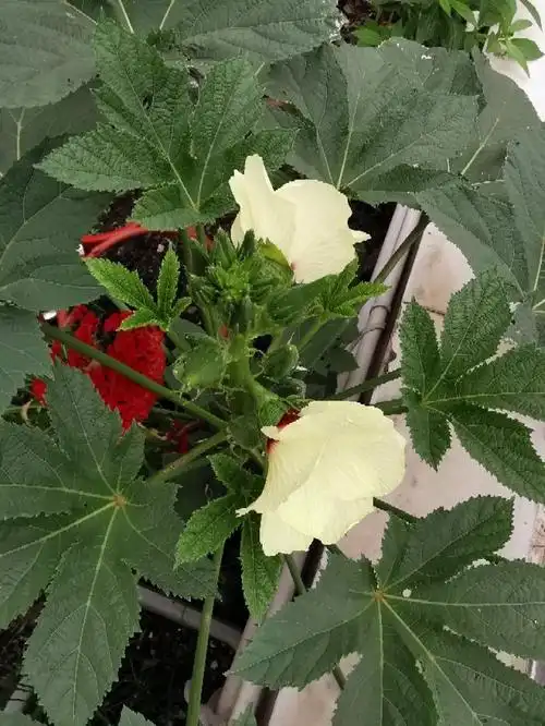 秋葵的叶子长什么样