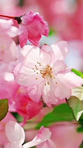 海棠花手机壁纸_动物植物_手机壁纸_主题之家下载站