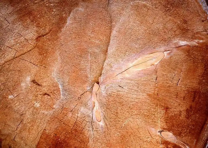 高清晰木质年轮树皮壁纸