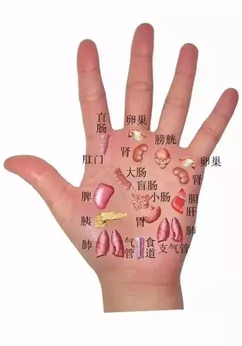 经常按摩手部对应的人体反射区,是一个简便又有效的自我保健方式.