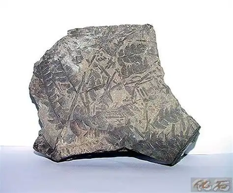 两千万年前的树化石