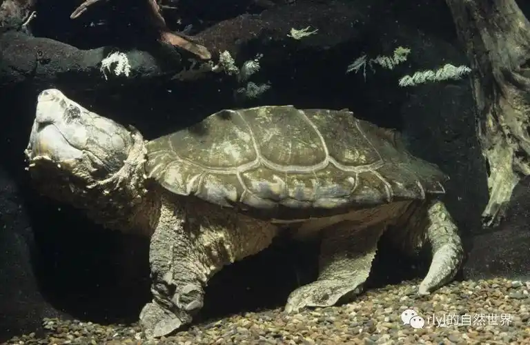 【rlyl物种说】今日--真鳄龟(alligator snapping turtle)