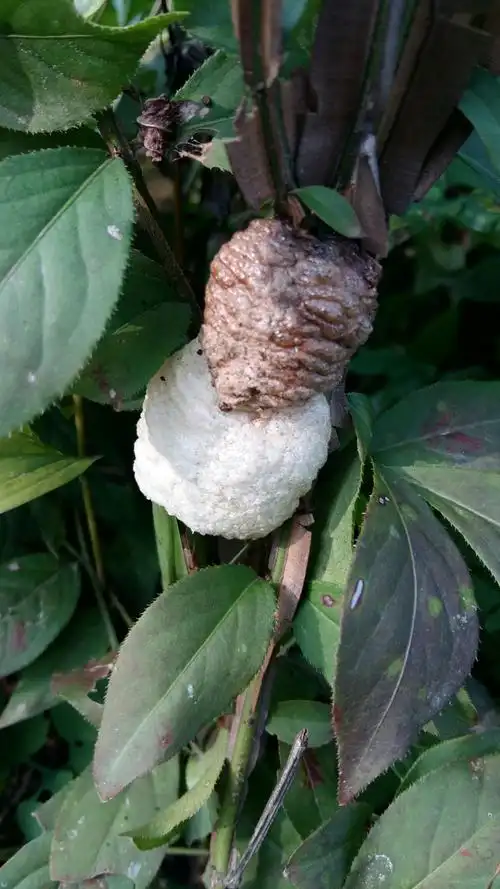 这是螳螂卵.偶遇了这个,很好奇怎么有白色的卵.第一次见到白颜色的.