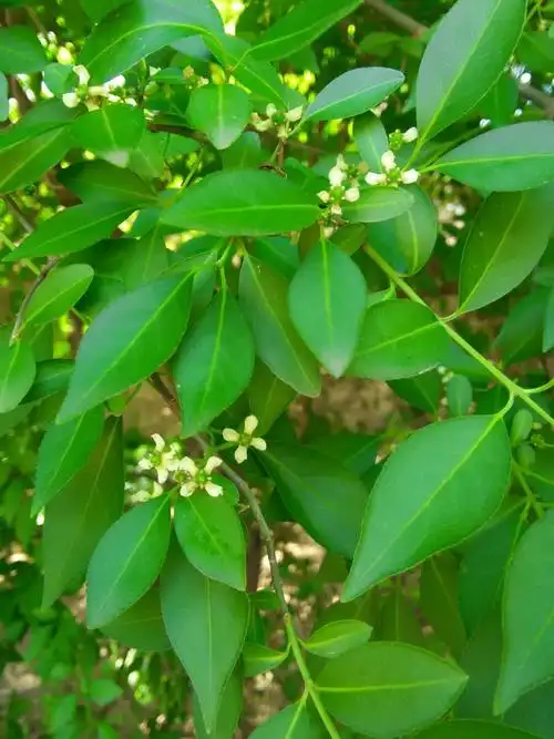 卫矛一别称四棱树,树叶油绿,花很小四个小瓣,象星星一样闪烁在枝条上