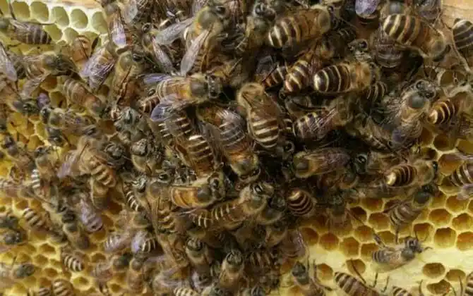 急造王台的幼虫哪来的?