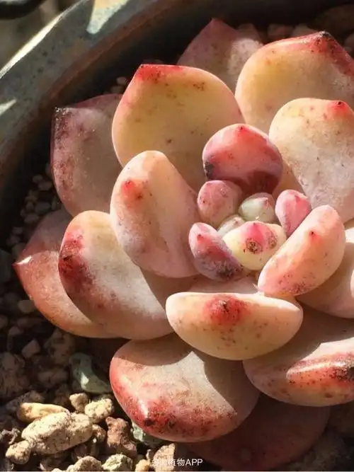 奥维利亚多肉叶尖有黑点,新长出来的叶子上黑点集中在叶尖,是什么问