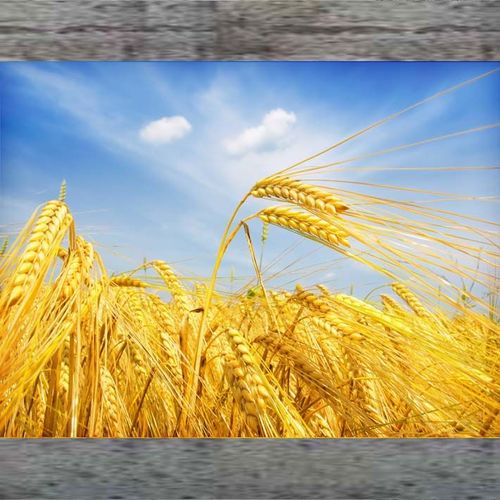 蓝天白云金秋图麦田小麦麦穗稻穗麦浪丰收田园风光餐厅食堂装饰32