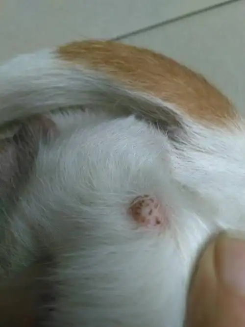 狗狗身上长了好几个疙瘩, 怎么回事,大的有豌豆那么大?