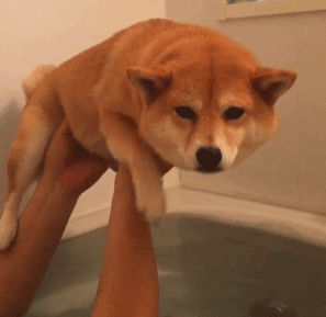 柯基gif胆怯gif游泳gif无奈gif