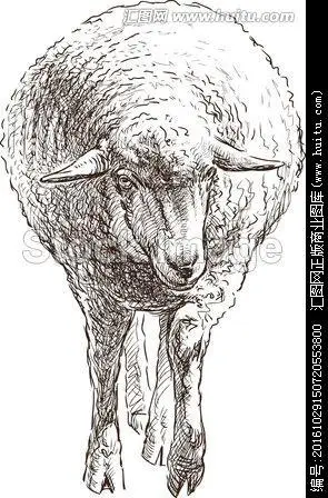 绵羊素描