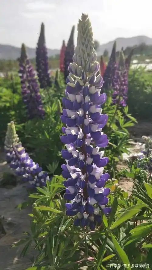 鲁冰花花期50天一年种植开花10年,草本,春季土壤一化冻立马播种
