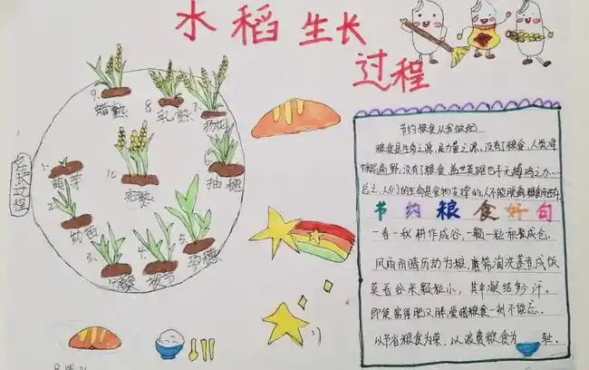青岛市第二实验小学开展我是快乐的小稻农水稻种植实践活动