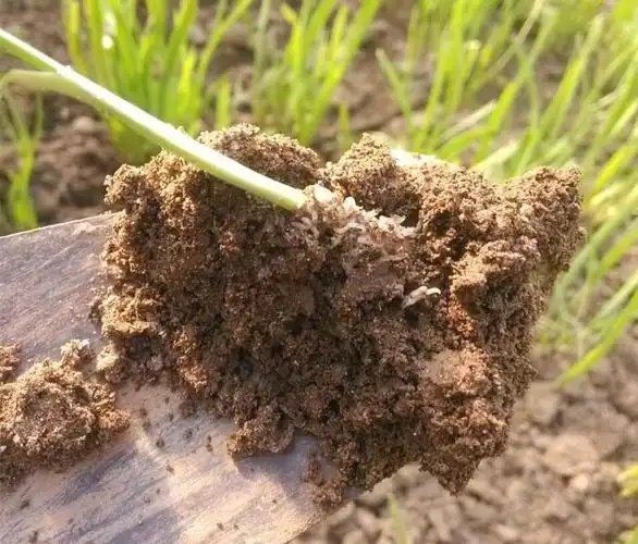 韭菜地蛆用什么方法防治